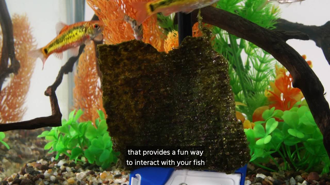 thumbnail video image 2 of Aqueon ProScraper 3.0™ Foam Cleaning Pad & Twist & Click™ Head One Size, 2 of 10