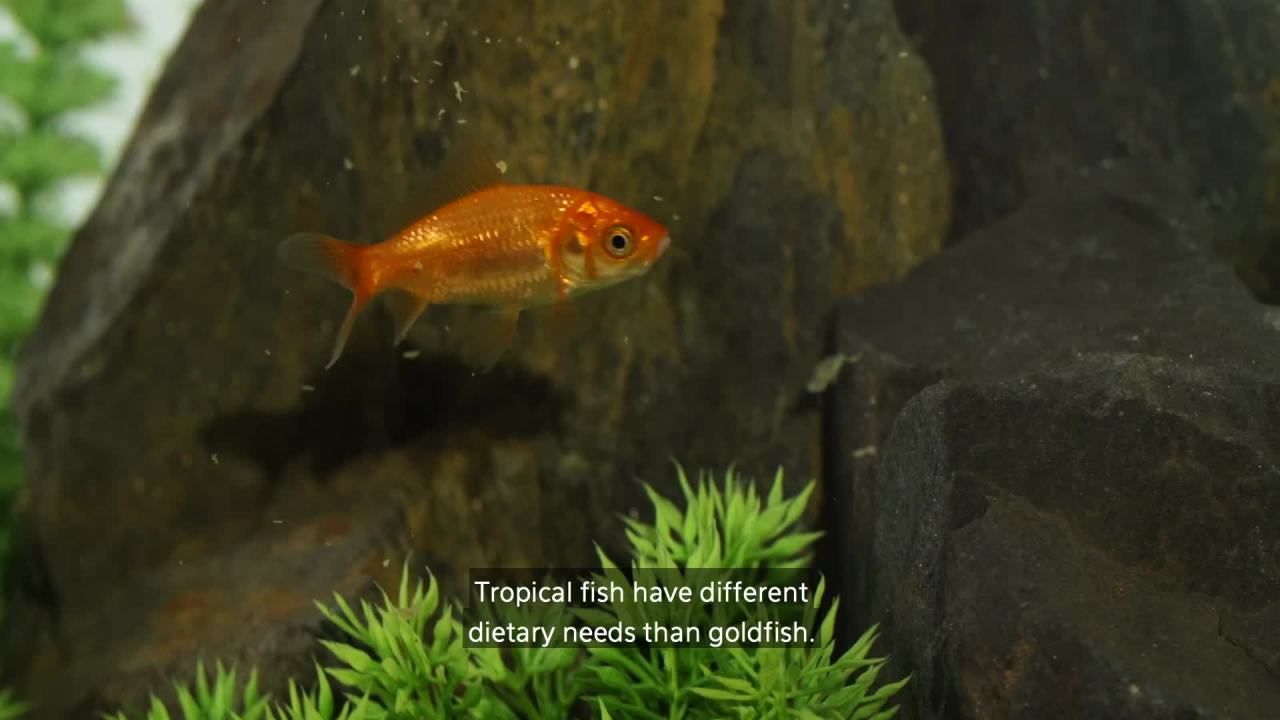 thumbnail video image 2 of Aqueon Monster Fish Medley 3.5 Ounces, 2 of 5