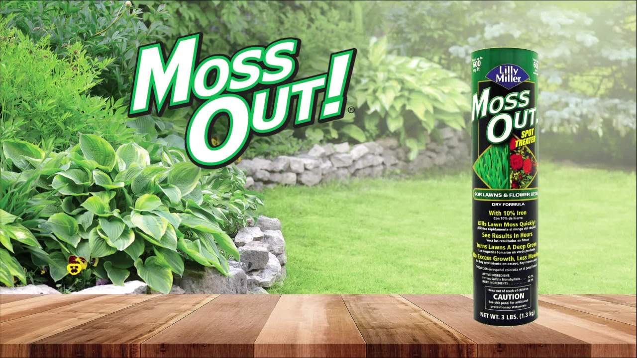 thumbnail video image 2 of Lilly Miller Moss Out! Spot Treater for Lawns & Flower Beds, Herbicide, 3lb. 1 pack, 2 of 12