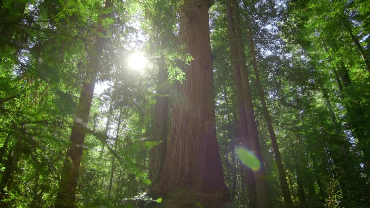 thumbnail video image 2 of Scotch-Brite Greener Clean Non-Scratch Soap Control Dishwand with 3 Refills, 2 of 15