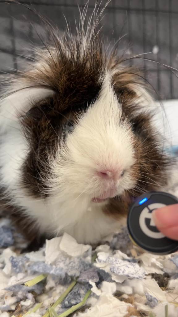 thumbnail video image 2 of Kaytee Timothy Complete Guinea Pig Food, 5 Pounds, 2 of 13