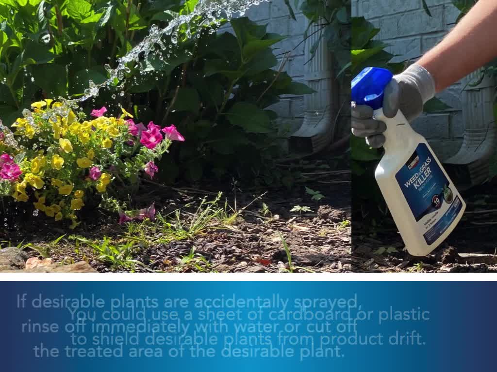 thumbnail video image 2 of Eliminator Ready-to-Use Weed & Grass Killer Herbicide, 24 fluid ounces Bottle, 2 of 11