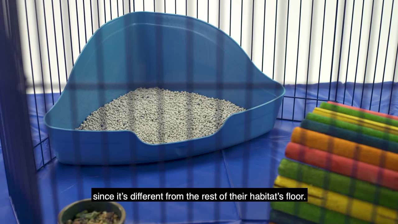thumbnail video image 2 of Kaytee Critter Litter Small Animal Premium Potty Training Litter, 4 Pound, 2 of 2