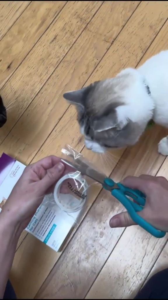 thumbnail video image 2 of Comfort Zone Cat Calming Collar: 2 Pack, 2 of 9