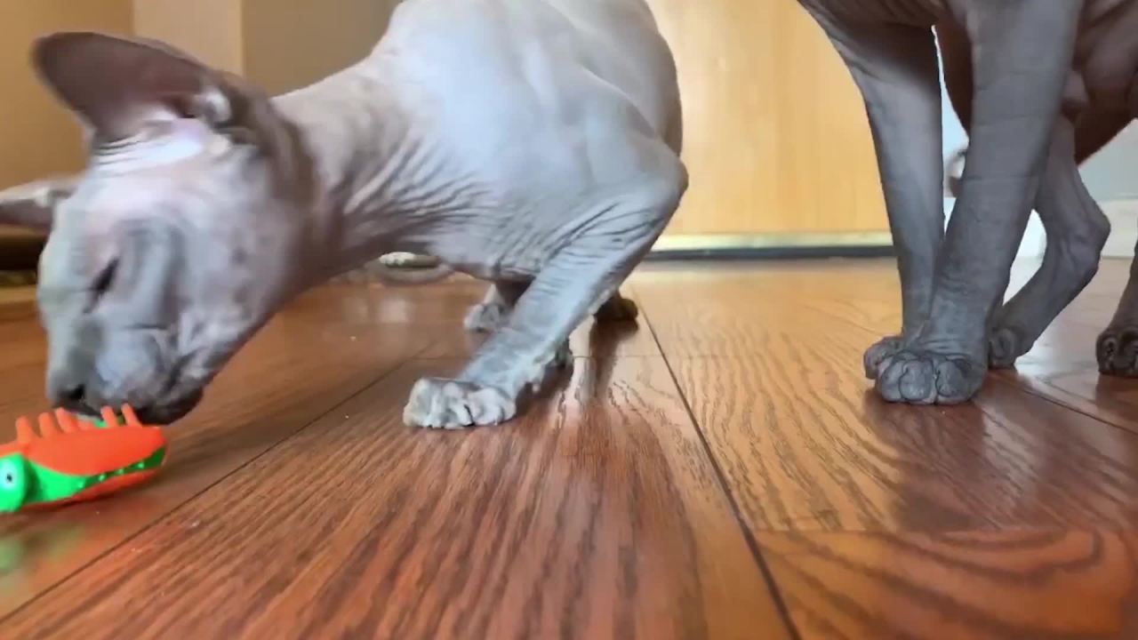 thumbnail video image 2 of Dr. Elsey's Clean Tracks Clumping Clay Cat Litter 20 lb. Box, 2 of 8