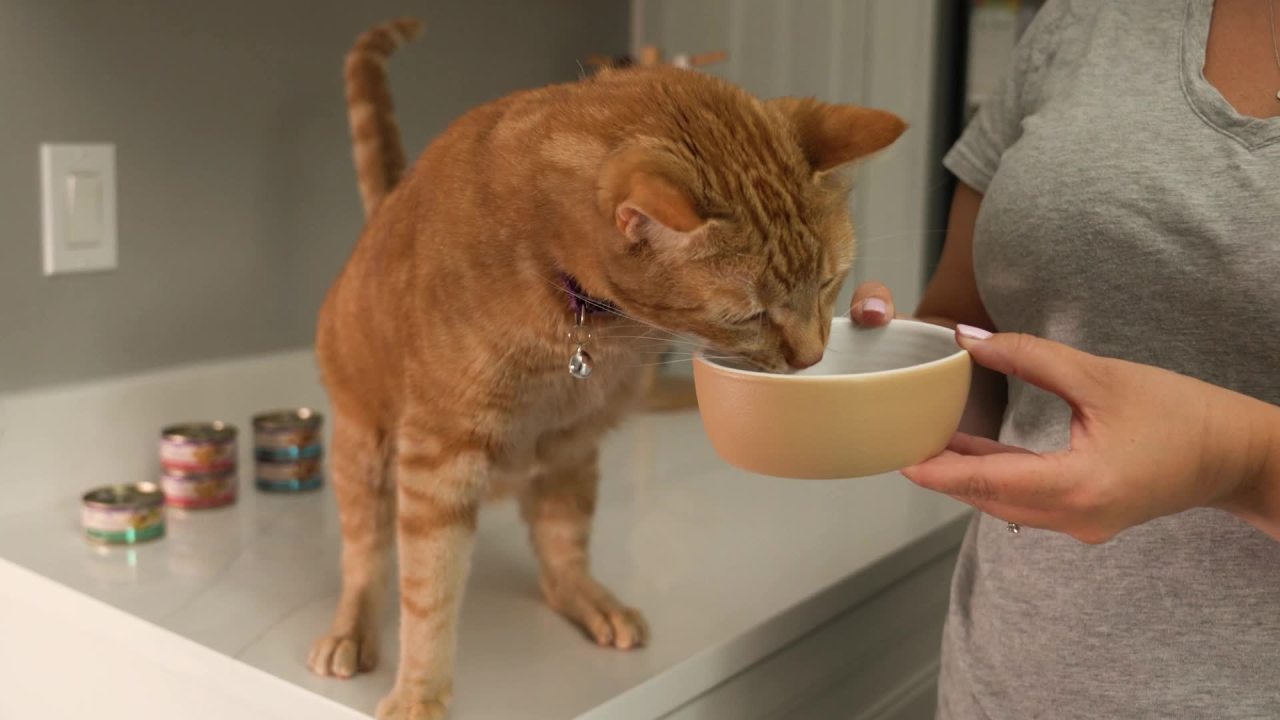 thumbnail video image 2 of Wellness CORE Signature Selects Flaked Adult Wet Cat Food, Natural, Protein-Rich, Grain Free, 2.8 Ounce, 12 Pack (Skipjack Tuna & Wild Salmon), 2 of 11