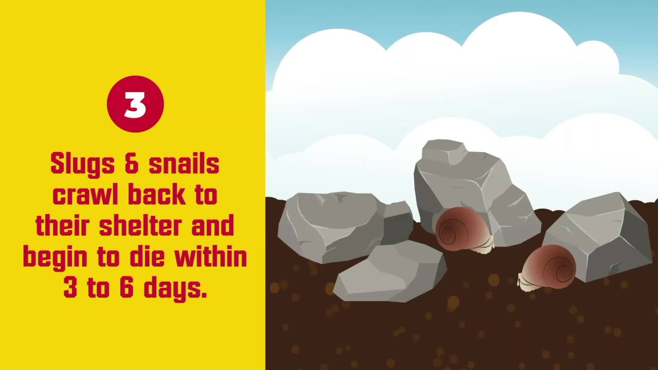 thumbnail video image 2 of Corry's Slug & Snail Killer Bait 6lb, 2 of 13