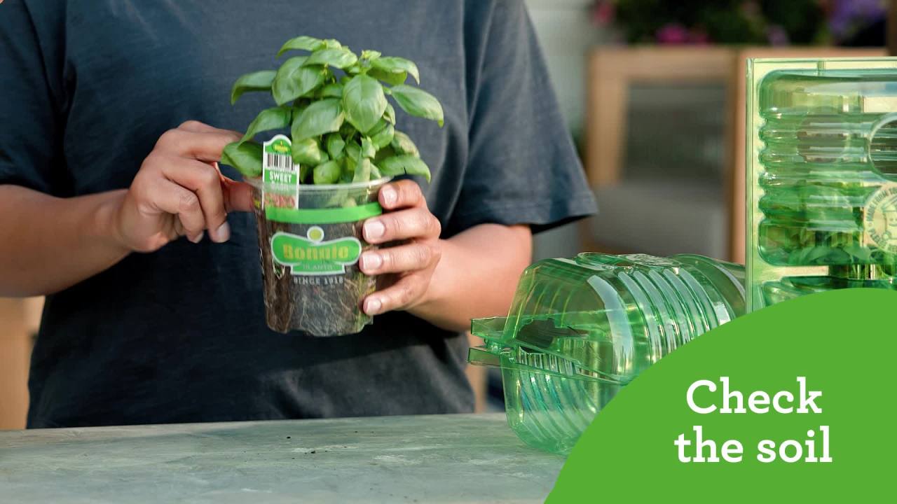 thumbnail video image 2 of Bonnie Plants Curled Parsley 19.3 oz. 2-pack, 2 of 12