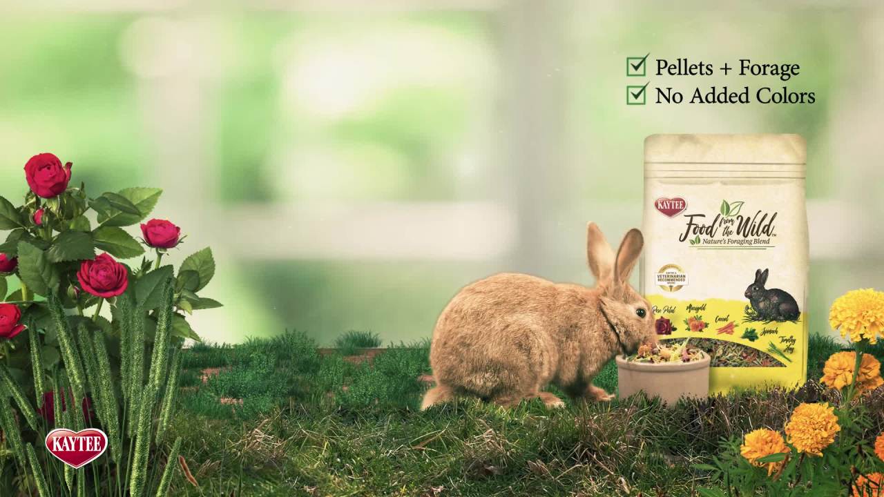 thumbnail video image 2 of Kaytee Food from The Wild Rabbit Food, 4 Pounds, 2 of 11