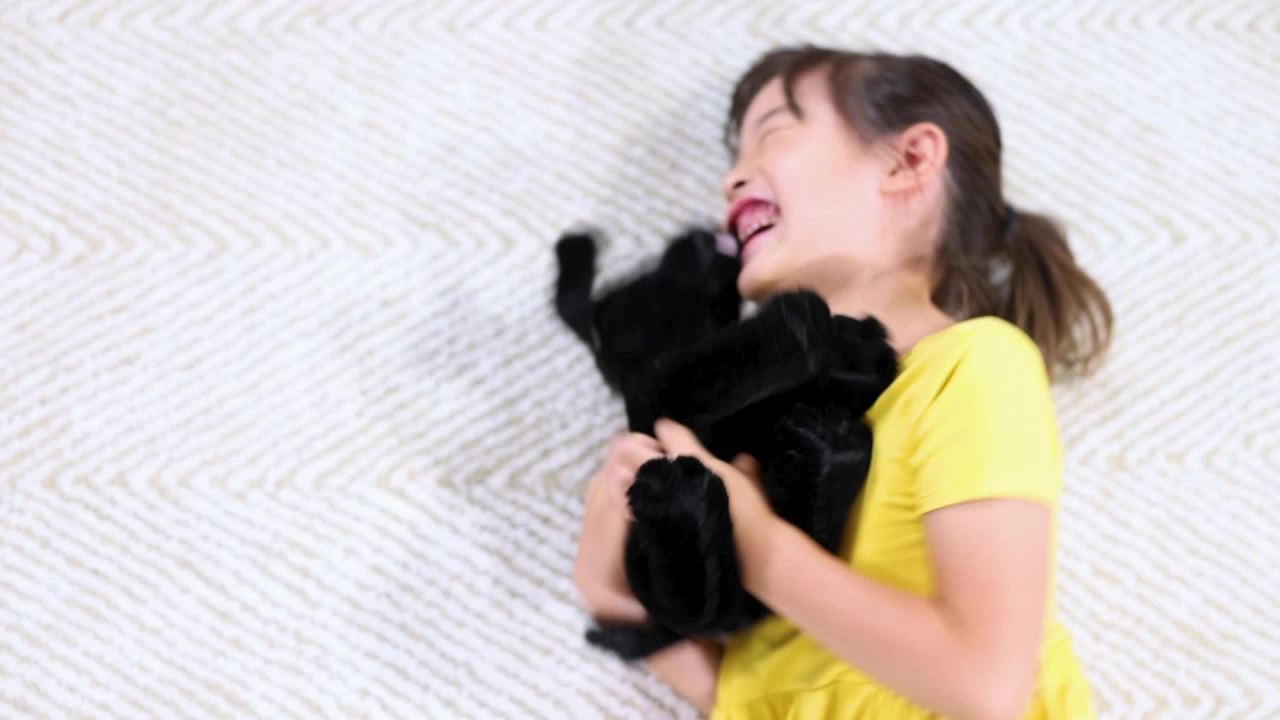 thumbnail video image 2 of Melissa & Doug Benson Black Lab Puppy Dog Stuffed Animal, 2 of 10