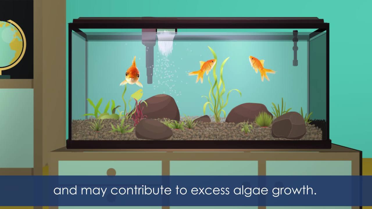 thumbnail video image 2 of Aqueon Vacation Feeders 7 Day - 1 Pack, 2 of 9