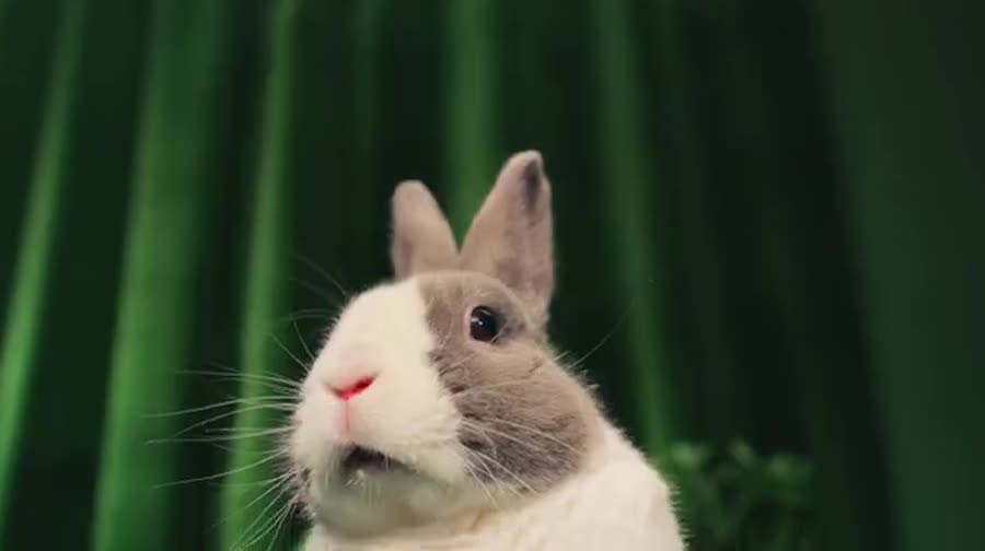 thumbnail video image 2 of Kaytee Forti-Diet Cockatiel Pet Bird Food Seed, 5 lbs, 2 of 9