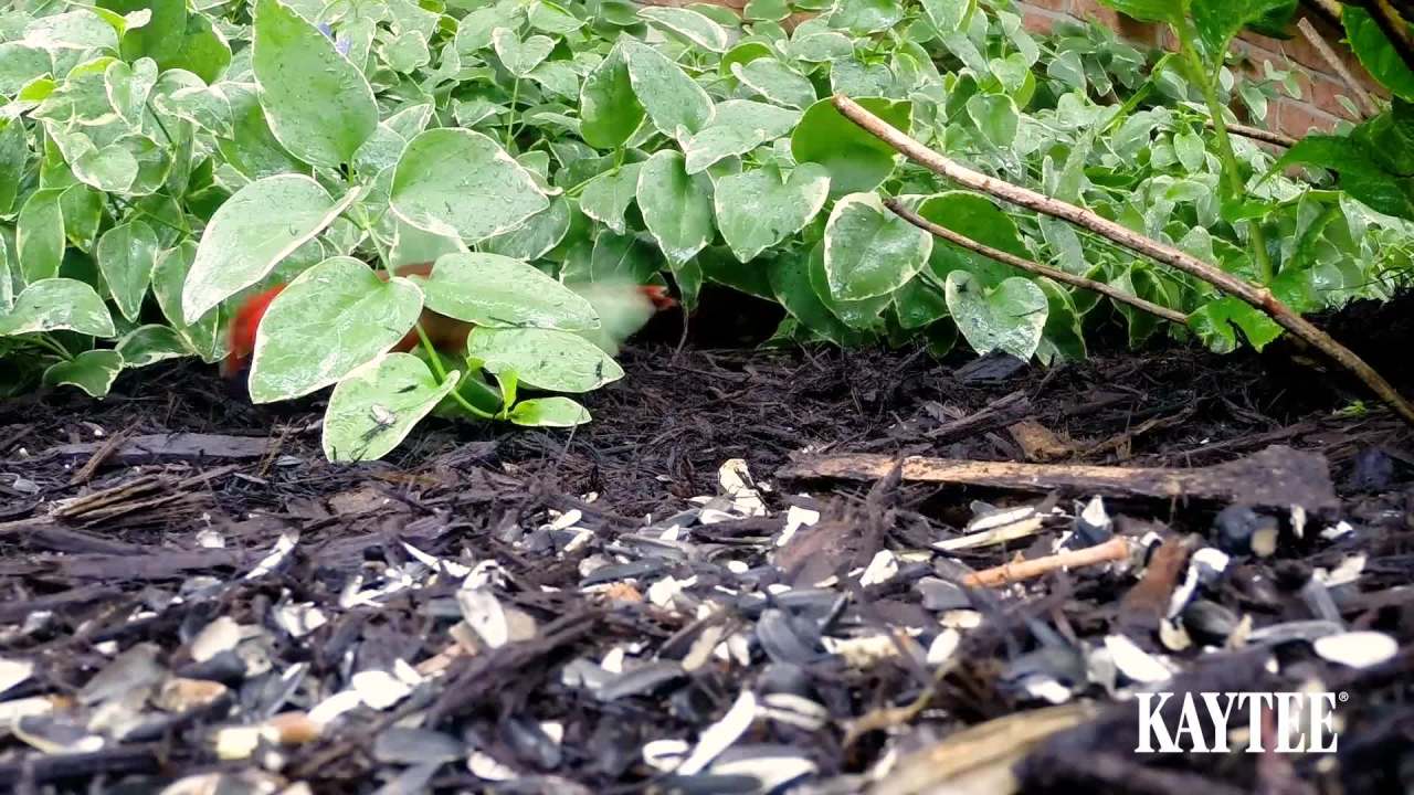 thumbnail video image 2 of Kaytee Wild Bird Seed & Mealworm Treat Cake, 1.4 lb, 2 of 18