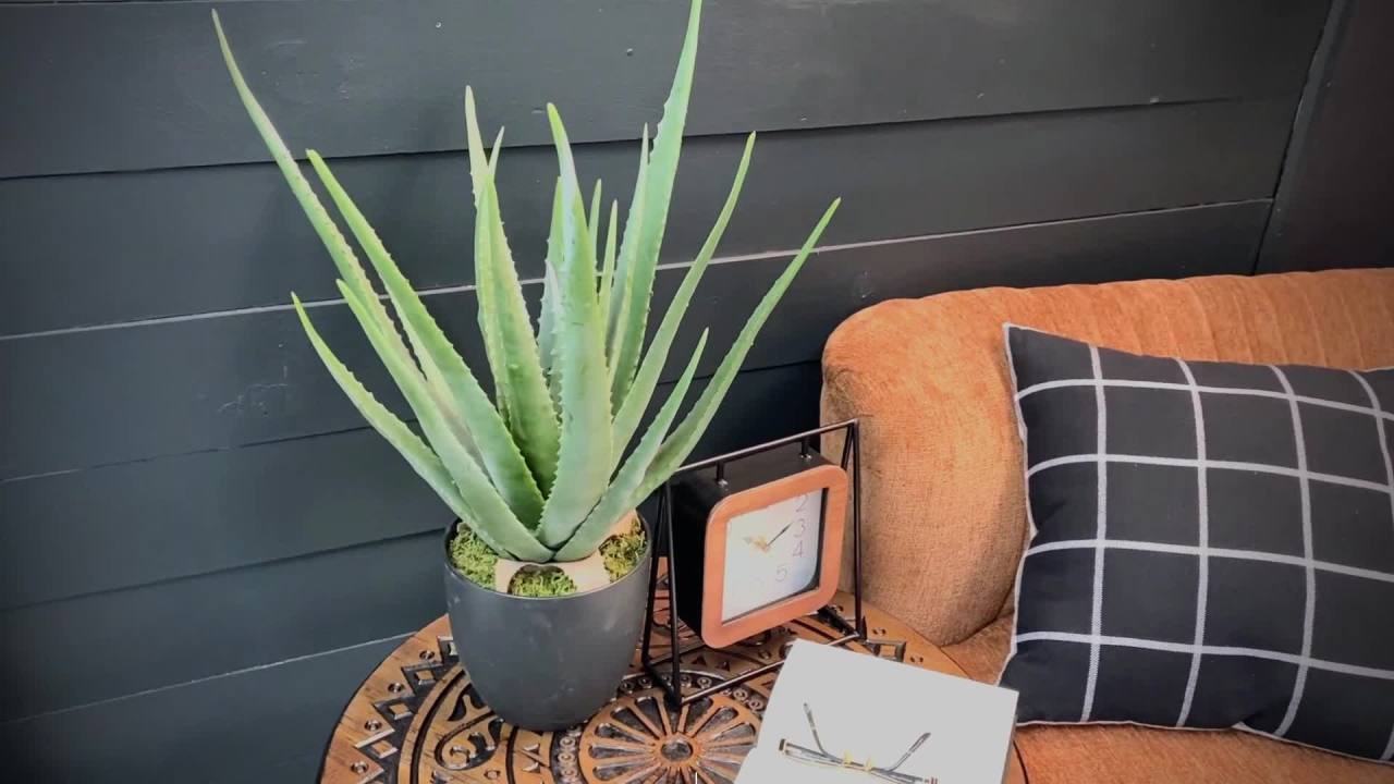 thumbnail video image 2 of Sullivans Artificial Potted Aloe 24"H Green, 2 of 6