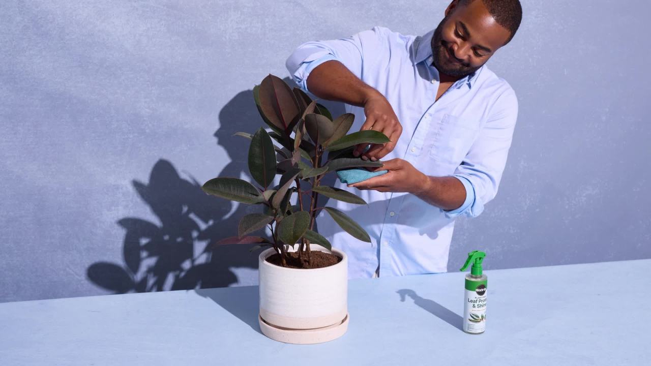 thumbnail video image 2 of Miracle-Gro Plant Care Leaf Protect and Shine, 4-in-1 Pest Control Spray, 8 fl. oz., 2 of 10