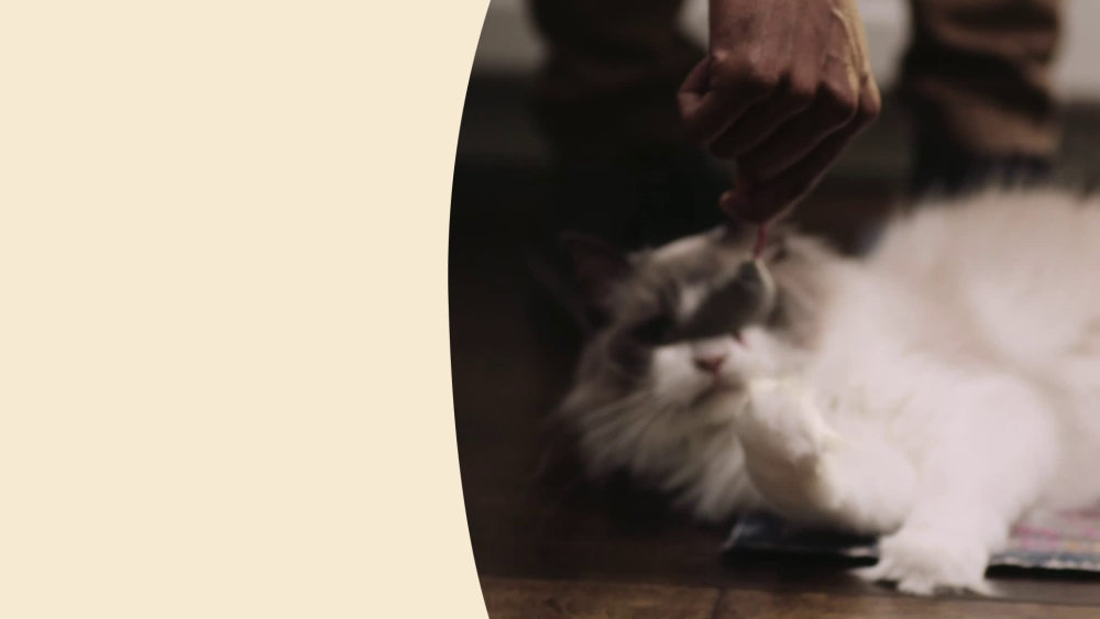 Wellness CORE Digestive Health Chicken Pate Wet Cat Food, 3 Ounce Can