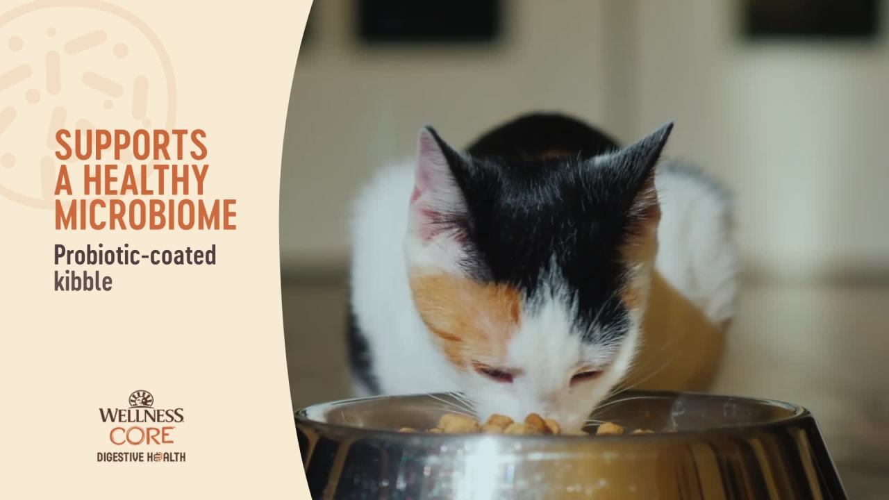 thumbnail video image 2 of Wellness CORE+ Digestive Health Salmon & Rice Dry Cat Food, 5 Pound Bag, 2 of 9