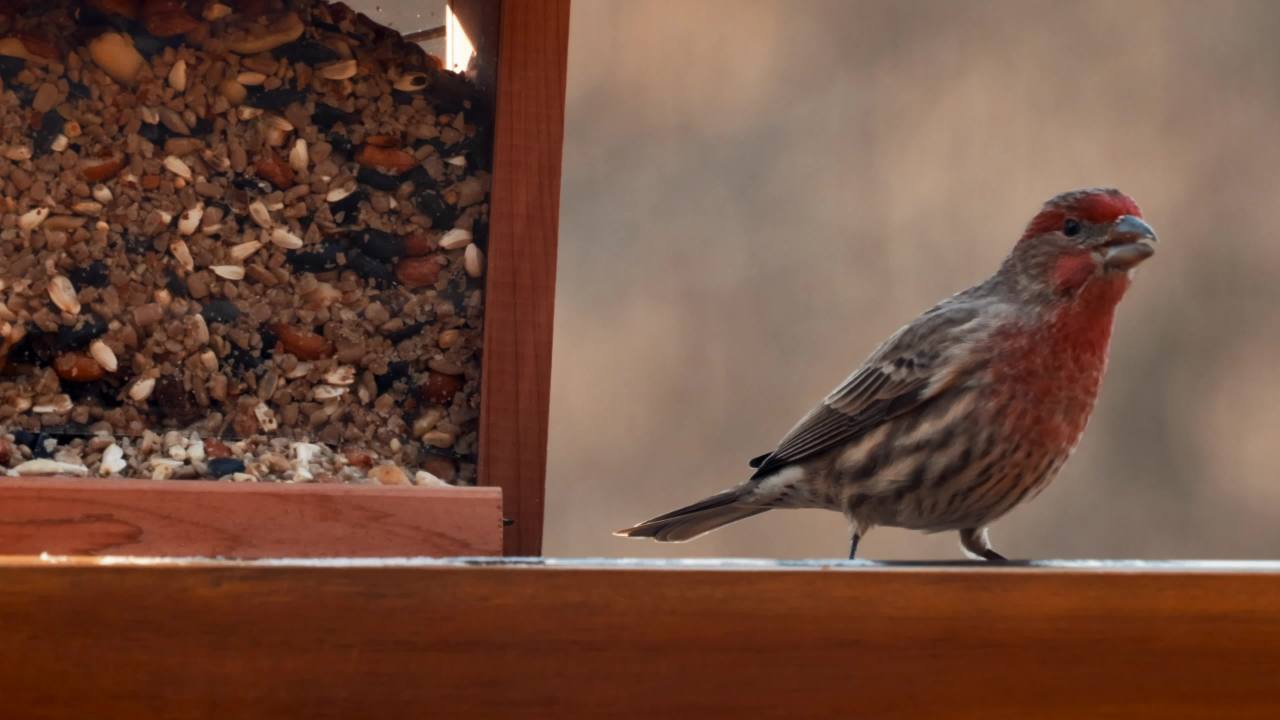 thumbnail video image 2 of Pennington Ultra Double Nut & Fruit Blend, Wild Bird Seed and Feed, 10 lb., 1 Pack, Dry, 2 of 10