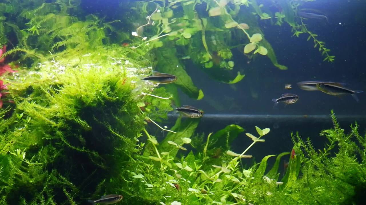 thumbnail video image 2 of Aqueon Shrimp Pellets 4.8 ounces, 2 of 13