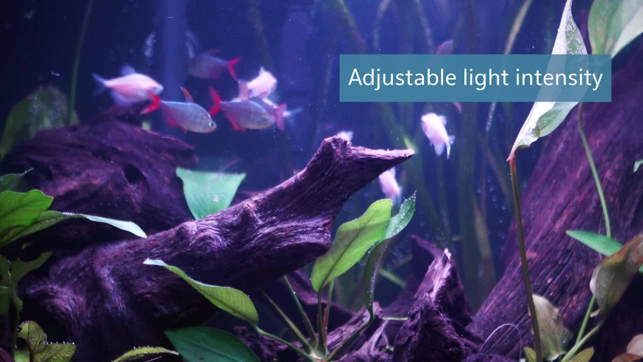 thumbnail video image 2 of Aqueon LED OptiBright Plus + Light Fixtures 48-54 Inches, 2 of 8